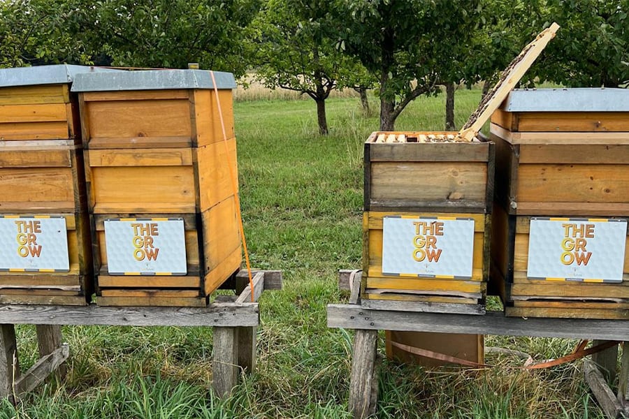 beefuturexthegrow 900x600